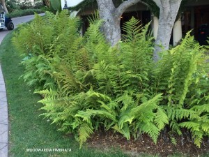 Woodwardia fimbriata - group 